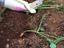 Atividades na horta: transplantar cenouras
